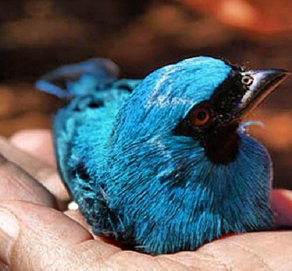 Hotel Fazenda Serra Da Irara Corumbá de Goiás エクステリア 写真